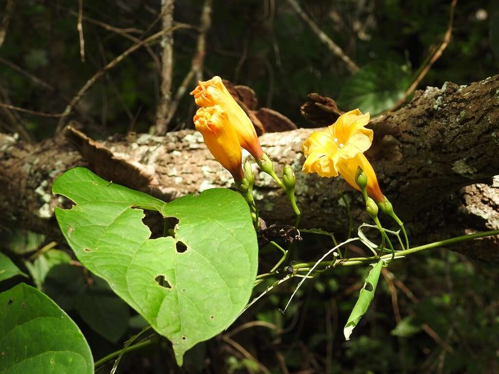 Ipomoea aurantiaca L. O. Williams resmi