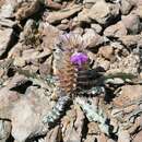 Image de Acanthopsis dispermoides H. M. Steyn