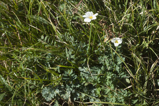 Слика од Callianthemum sajanense Witasek