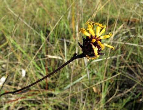 Image of Chapman's Crownbeard