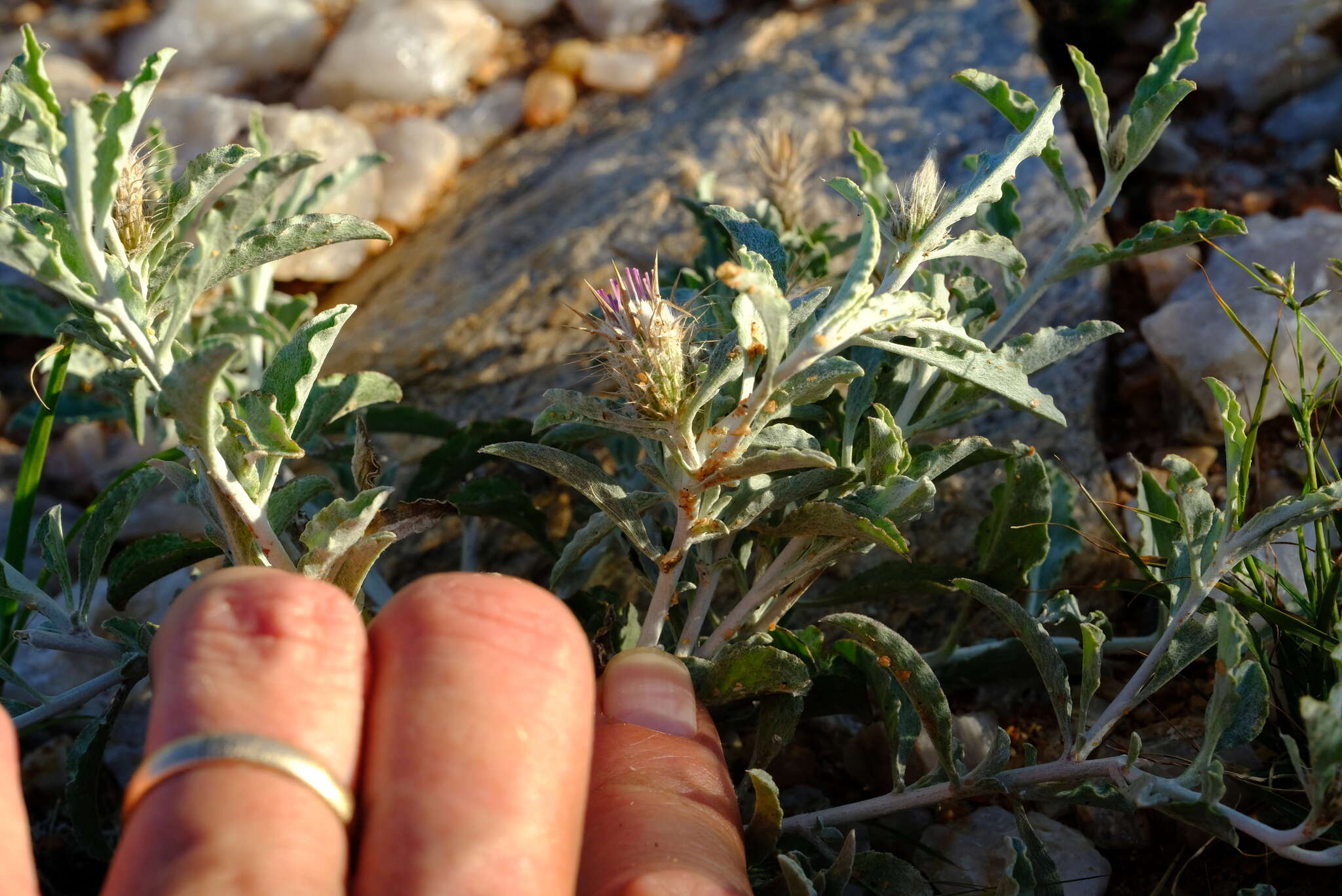 Image of Dicoma capensis Less.