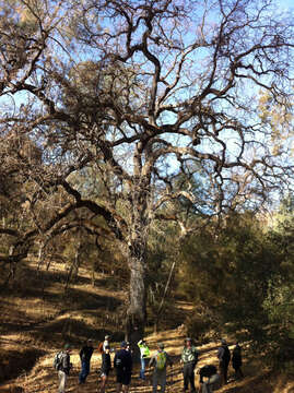 Image of valley oak