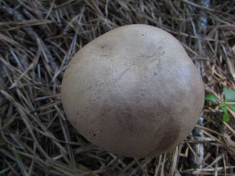 Image of Tylopilus violatinctus T. J. Baroni & Both 1998