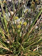 Image of pine barren flatsedge