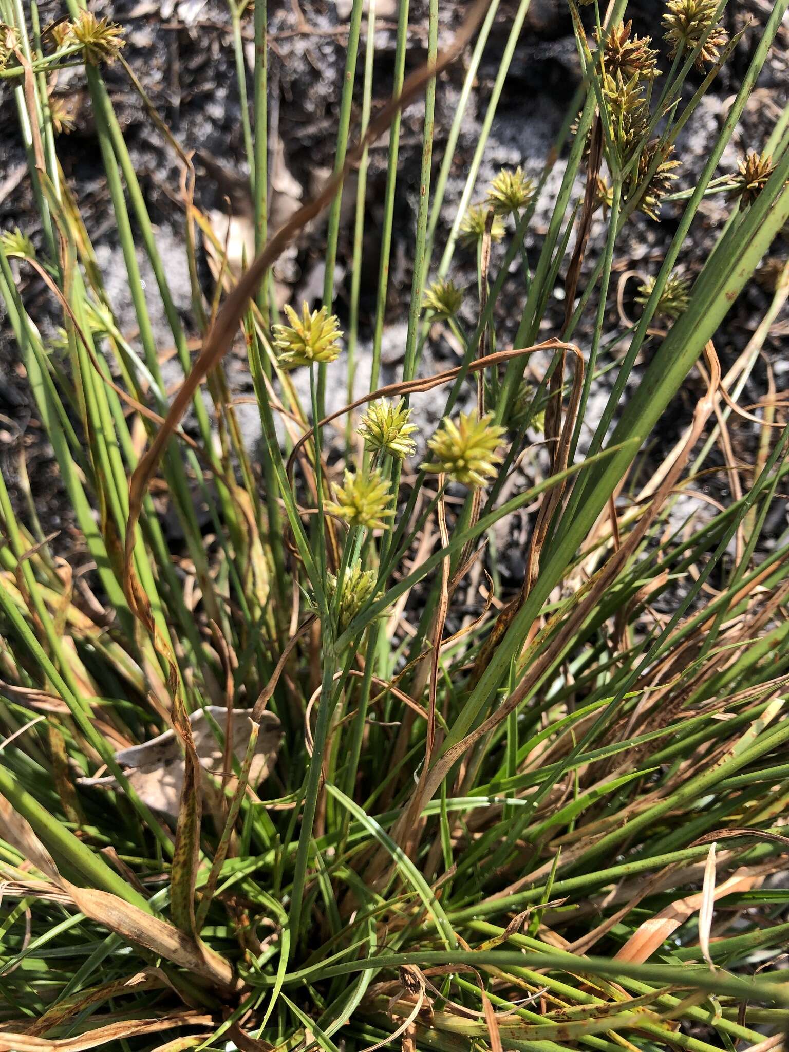 Image of pine barren flatsedge