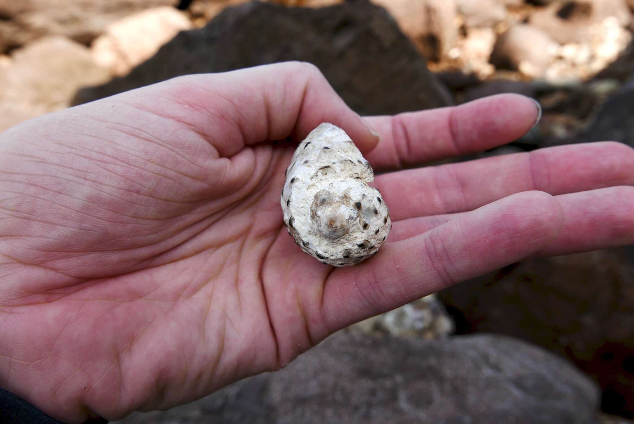 Image of wide-mouthed dye shell