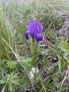 Image of Iris furcata M. Bieb.