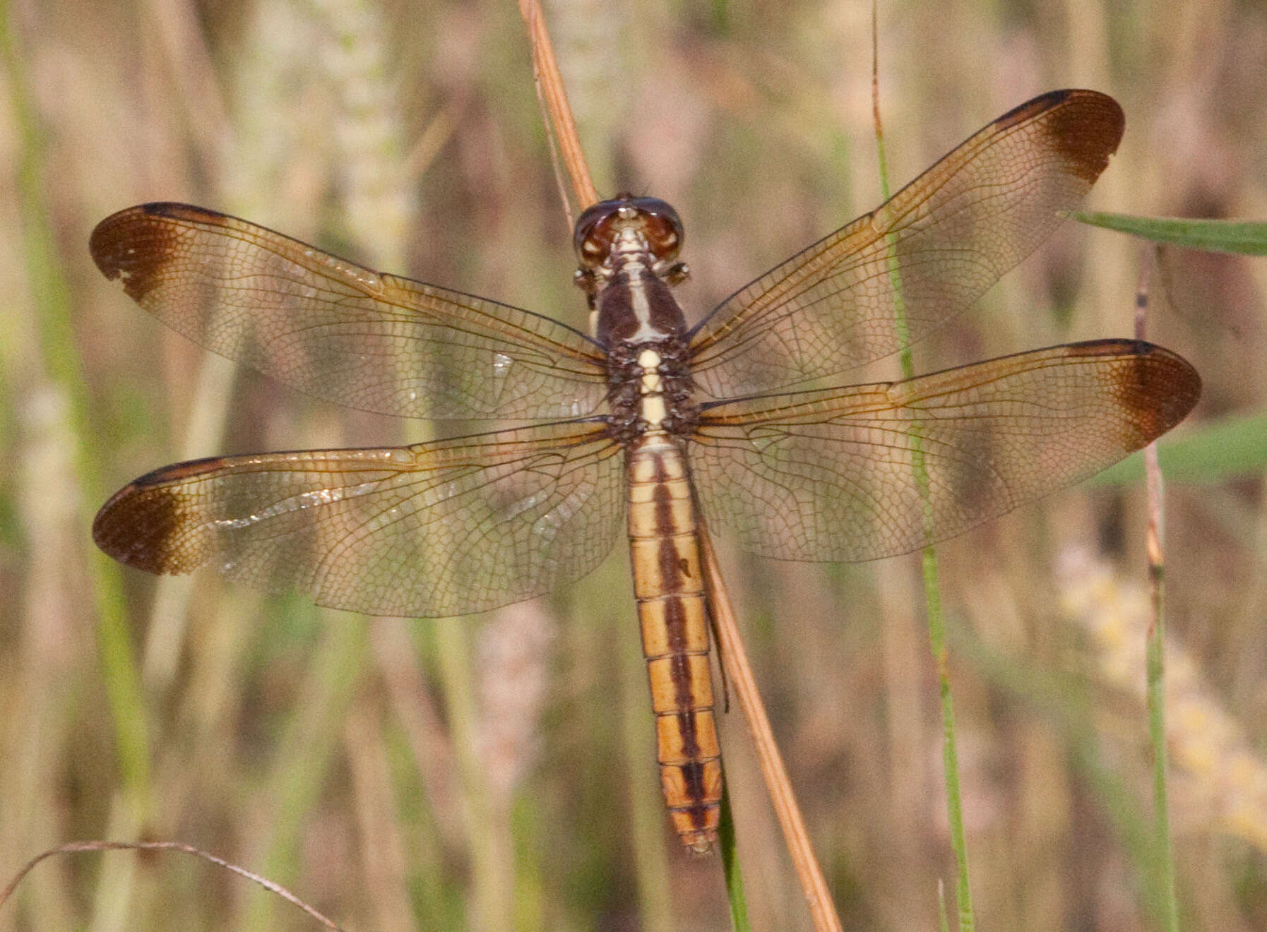 Image de Libellula flavida Rambur 1842