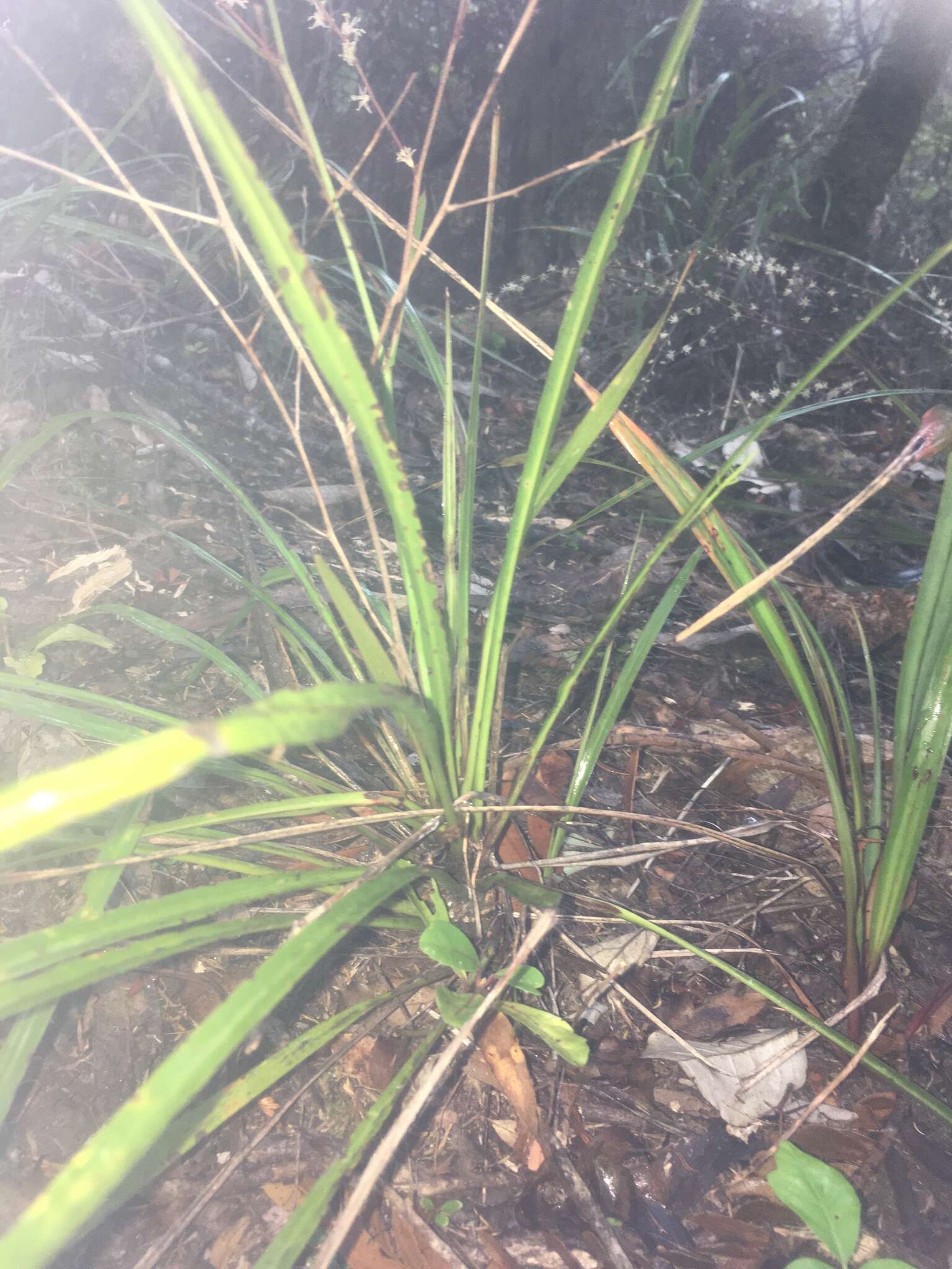 Image of Cordyline pumilio Hook. fil.