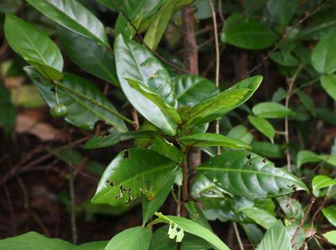 Image of Actephila excelsa (Dalzell) Müll. Arg.