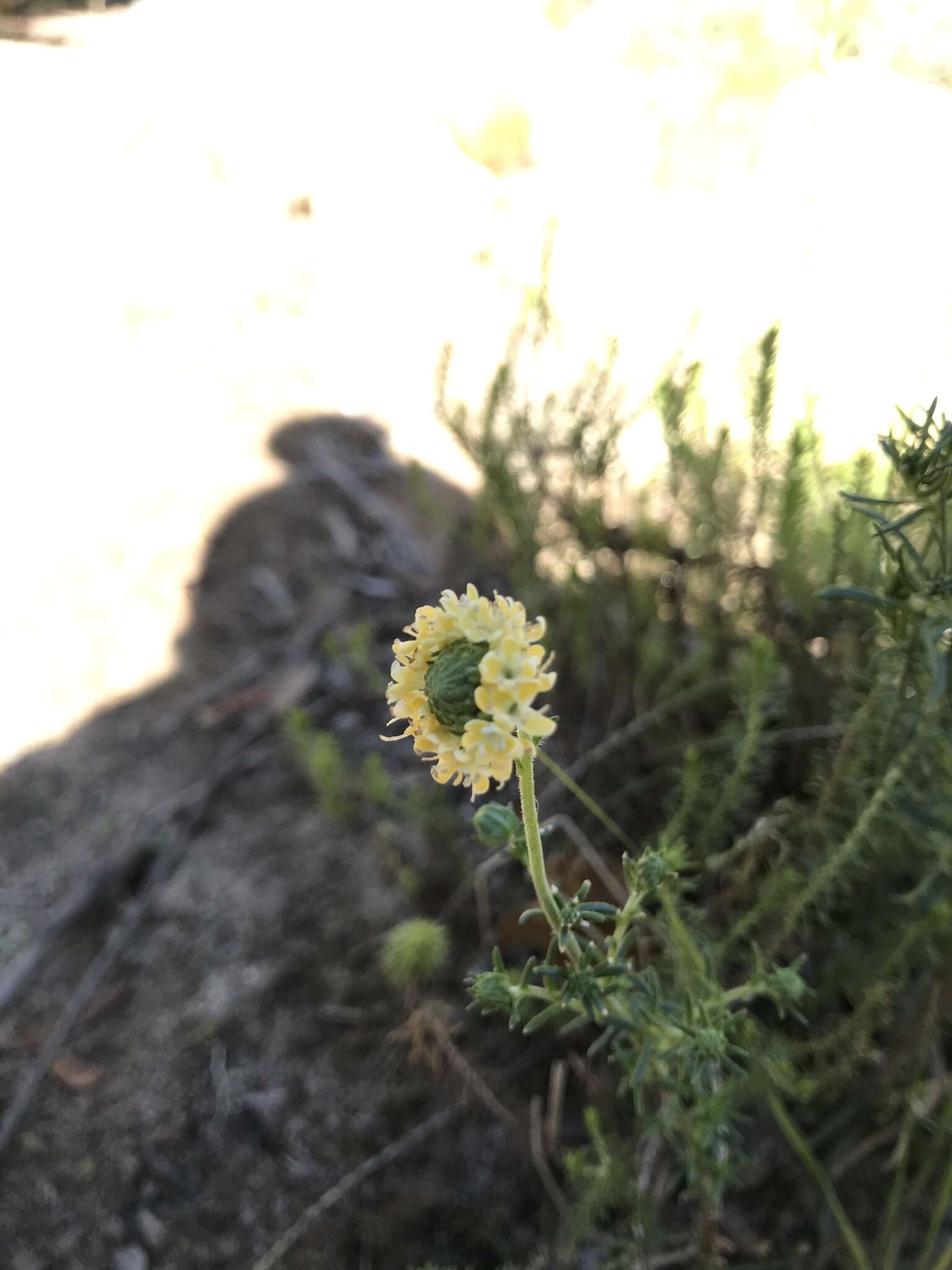 Sivun Phyllopodium elegans (Choisy) O. M. Hilliard kuva