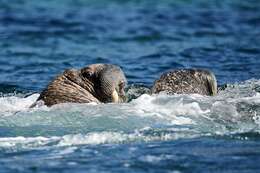 Image of Laptev Sea walrus