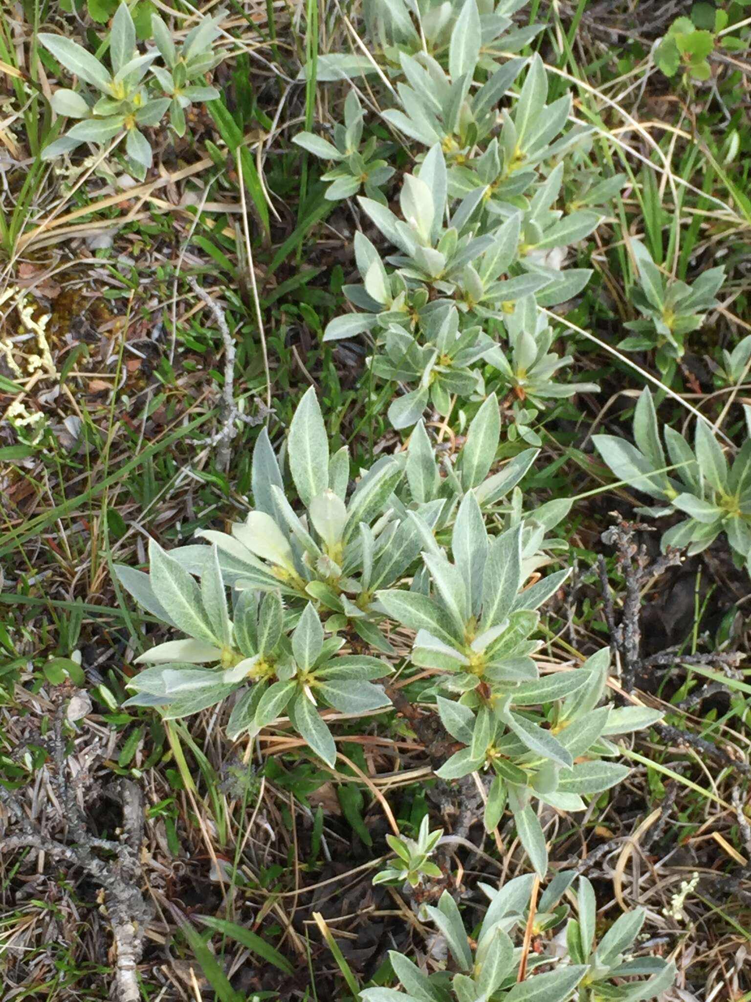 Image of Barratt's Willow