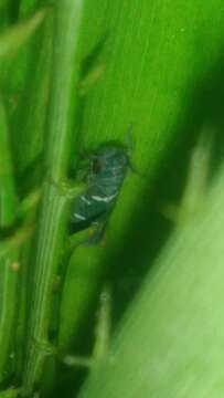 Image of Balacha similis Cavichioli & Sakakibara 1988