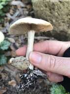 Image of Agrocybe praecox (Pers.) Fayod 1889