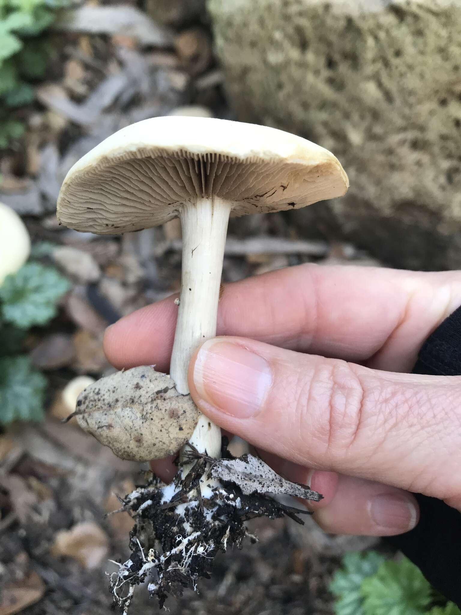 Image of Agrocybe praecox (Pers.) Fayod 1889