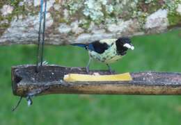 Image of Black-headed Tanager