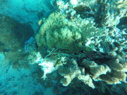 Image of Mustard Hill Coral