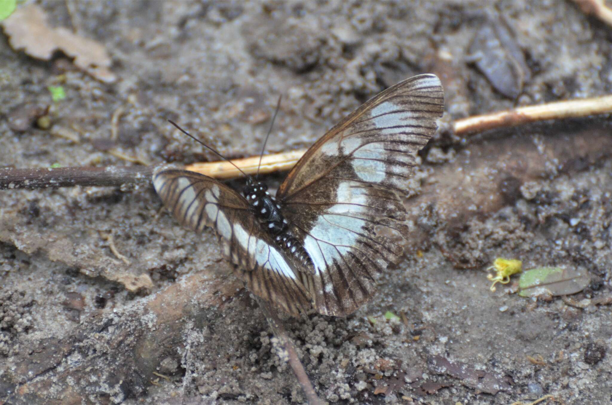 Image of Pseudacraea lucretia lucretia