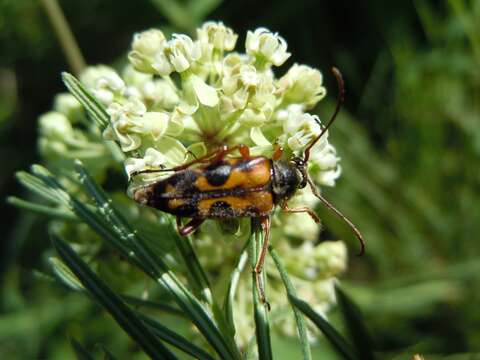 صورة Typocerus octonotatus (Haldeman 1847)