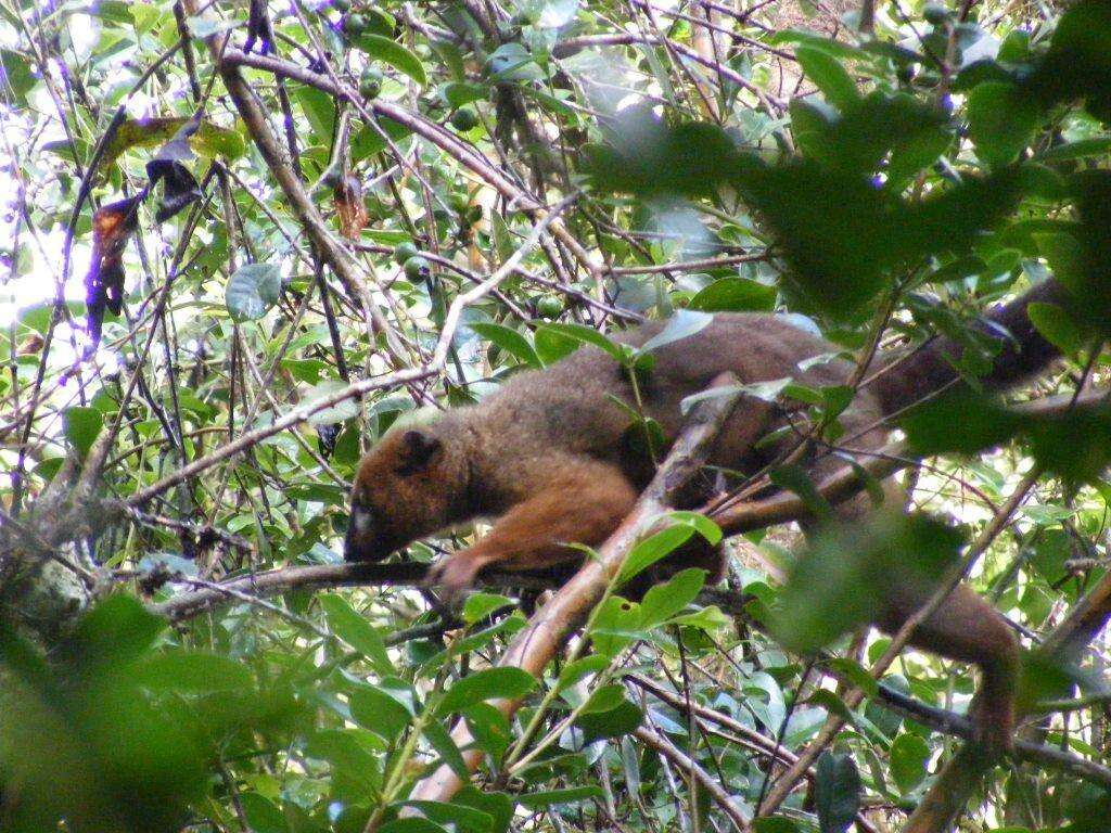 Image of Red-bellied Lemur