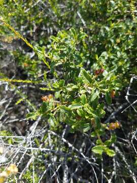 Image of wavyleaf buckbrush