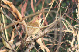 Image of Australian Reed Warbler