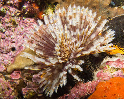 Image of Indian feather duster worm