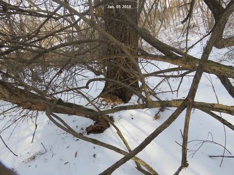 Image of Old World flying squirrel