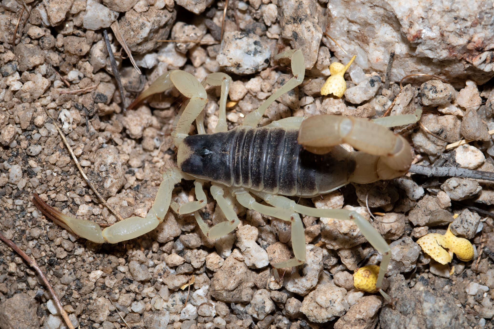 Image of Hadrurus anzaborrego Soleglad, Fet & Lowe 2011