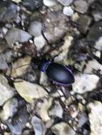 Image of Violet Ground Beetle