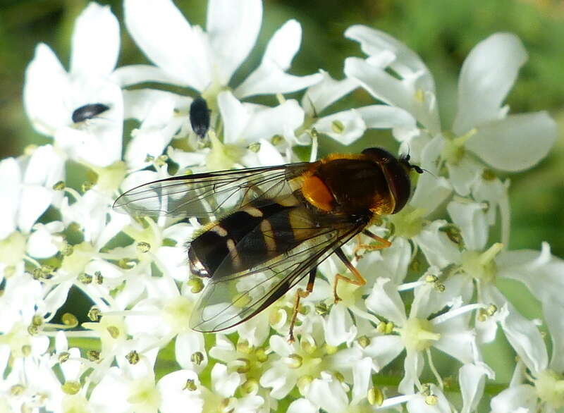 Image of Leucozona glaucia (Linnaeus 1758)