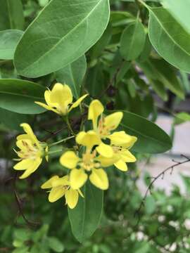 Image of Galphimia paniculata Bartl.