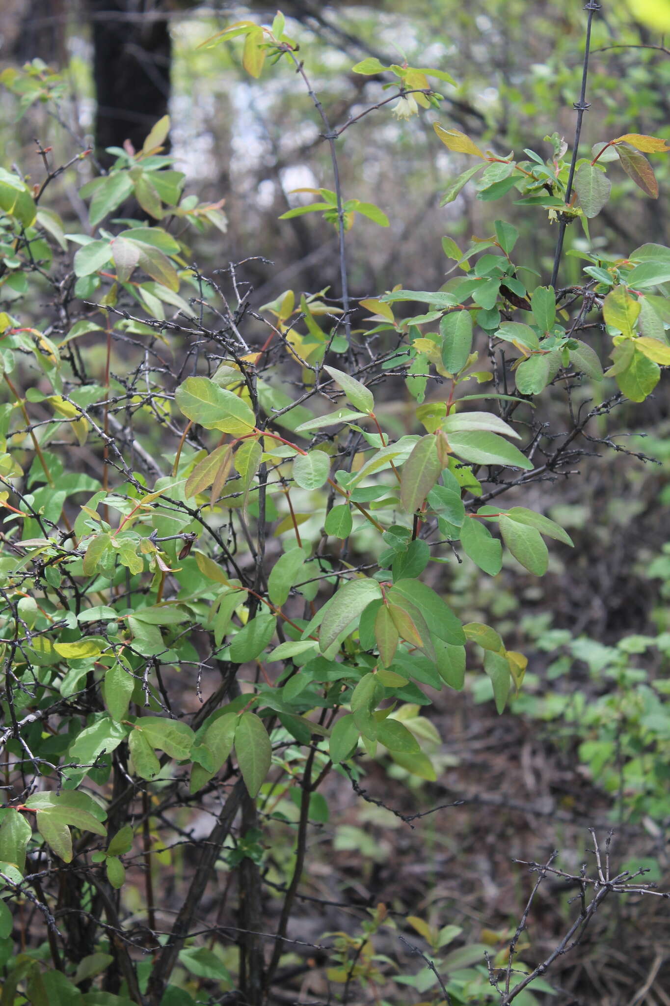 Imagem de Lonicera caerulea subsp. edulis (Turcz. ex Herder) Hultén