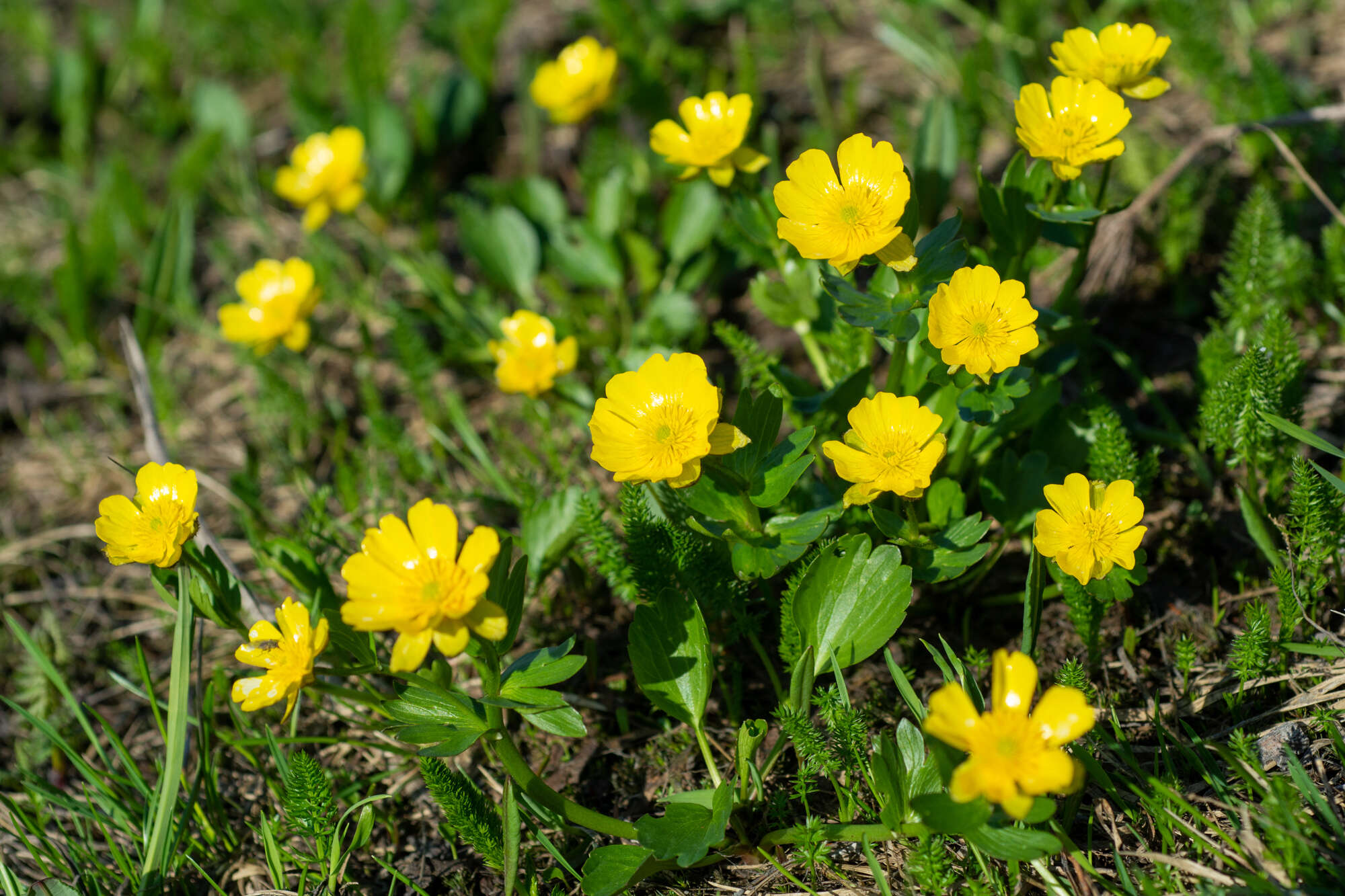 Image of Ranunculus altaicus Laxm.