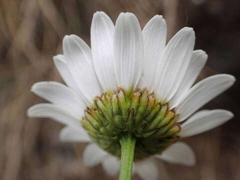 Image of Leucanthemum meridionale Le Grand