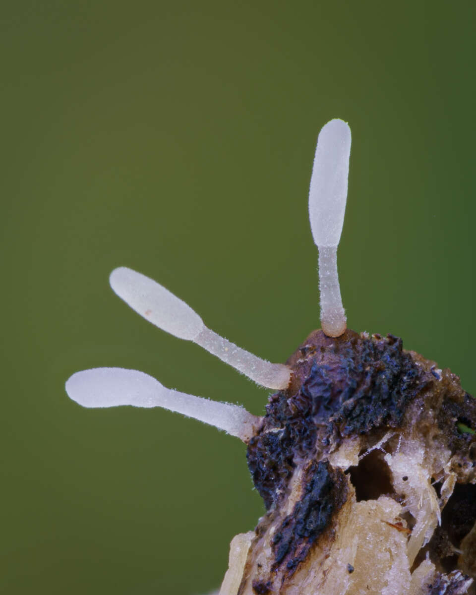 Image of Typhula setipes (Grev.) Berthier 1976