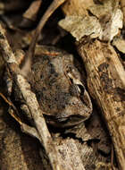 Image of Haswell’s Froglet