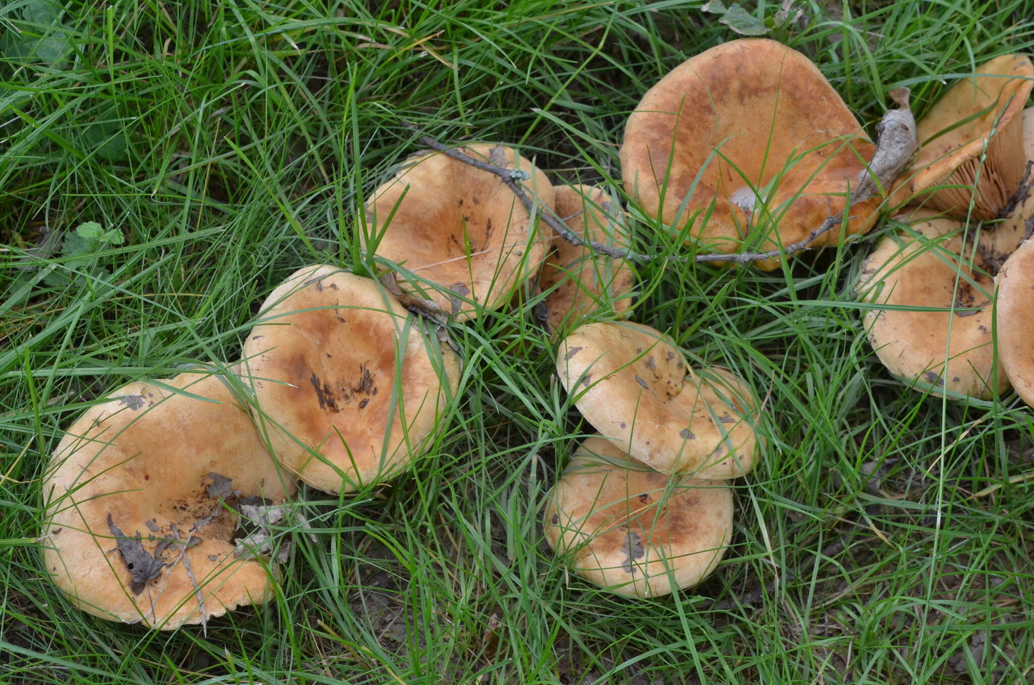 صورة Lactarius acerrimus Britzelm. 1893