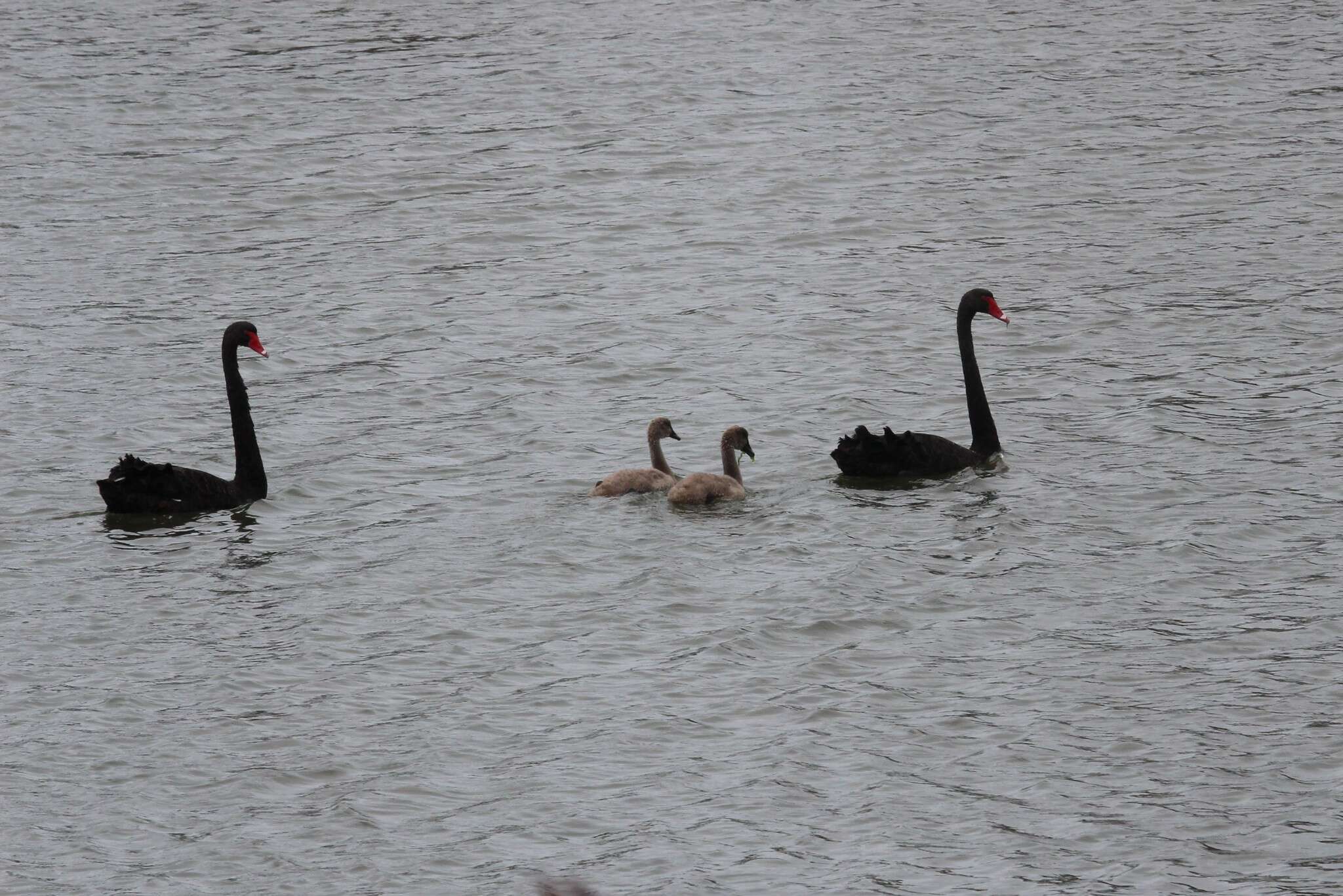 Image of Black Swan