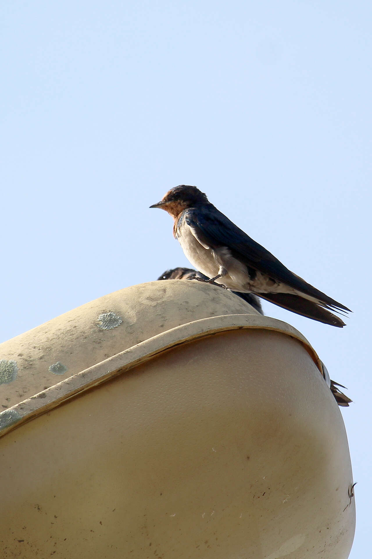 Image of Angola Swallow