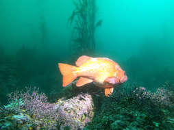 Image of Vermilion rockfish