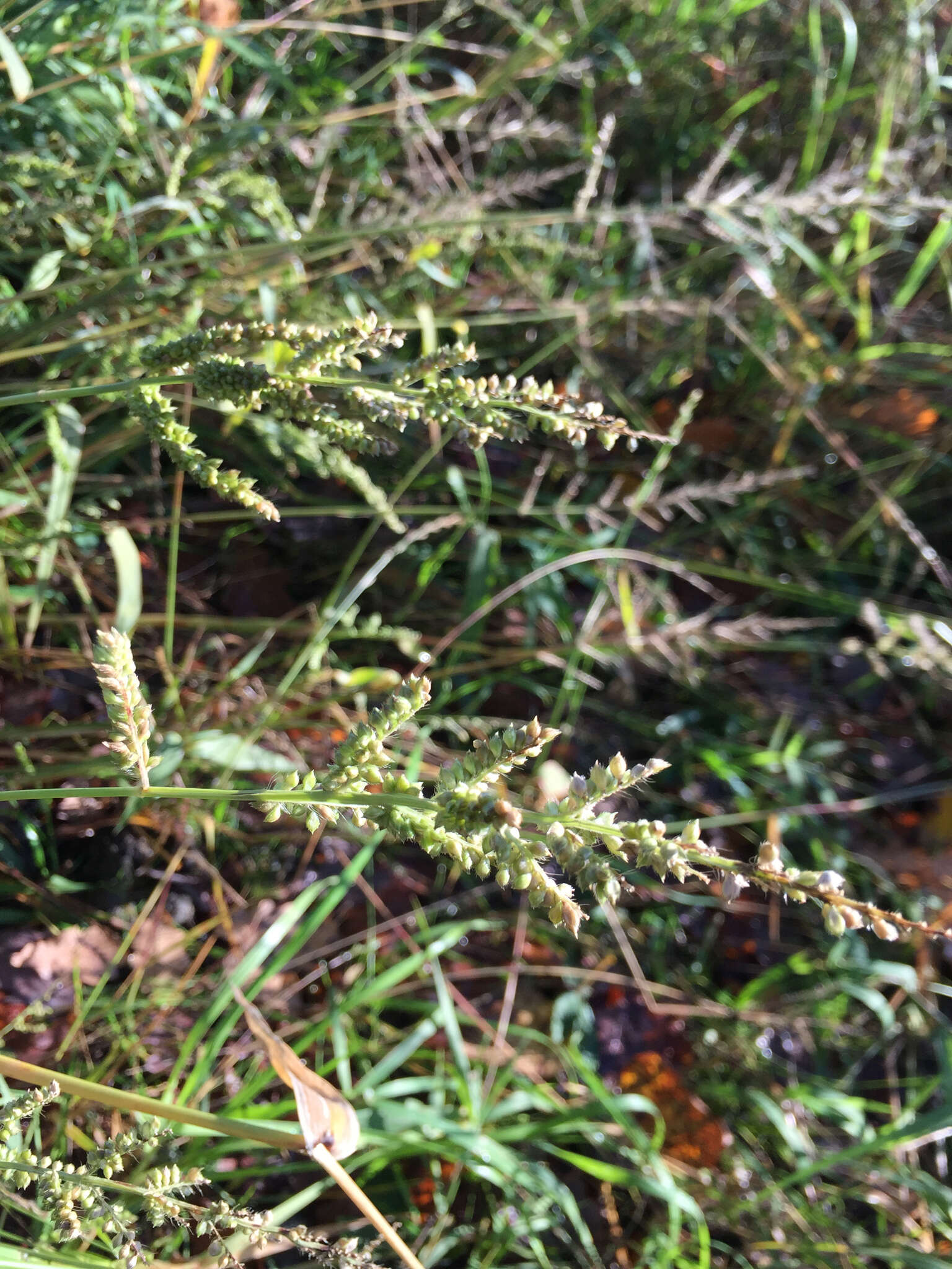 Image of Echinochloa crus-galli var. crus-galli