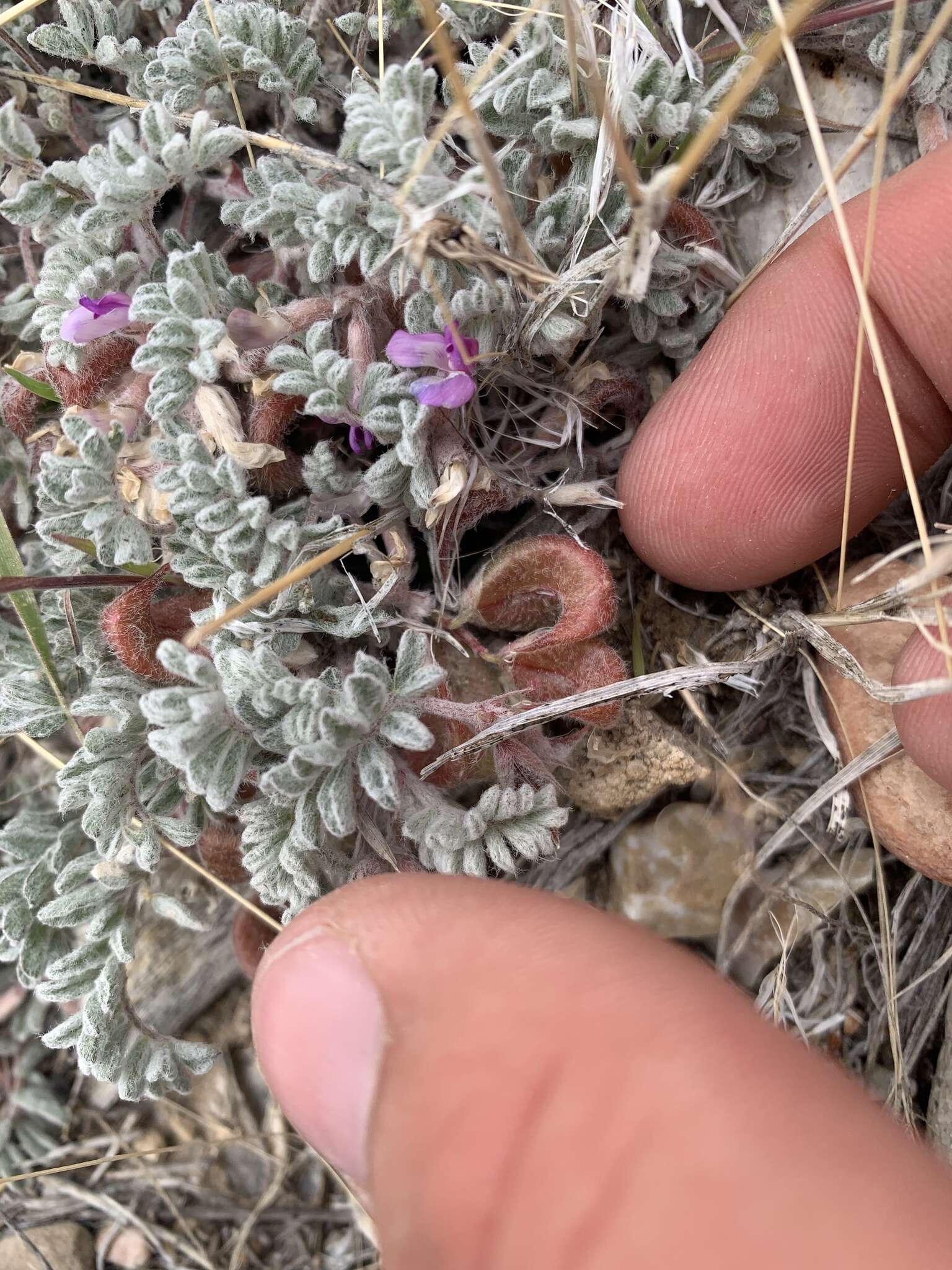 Image of Goose Creek milkvetch