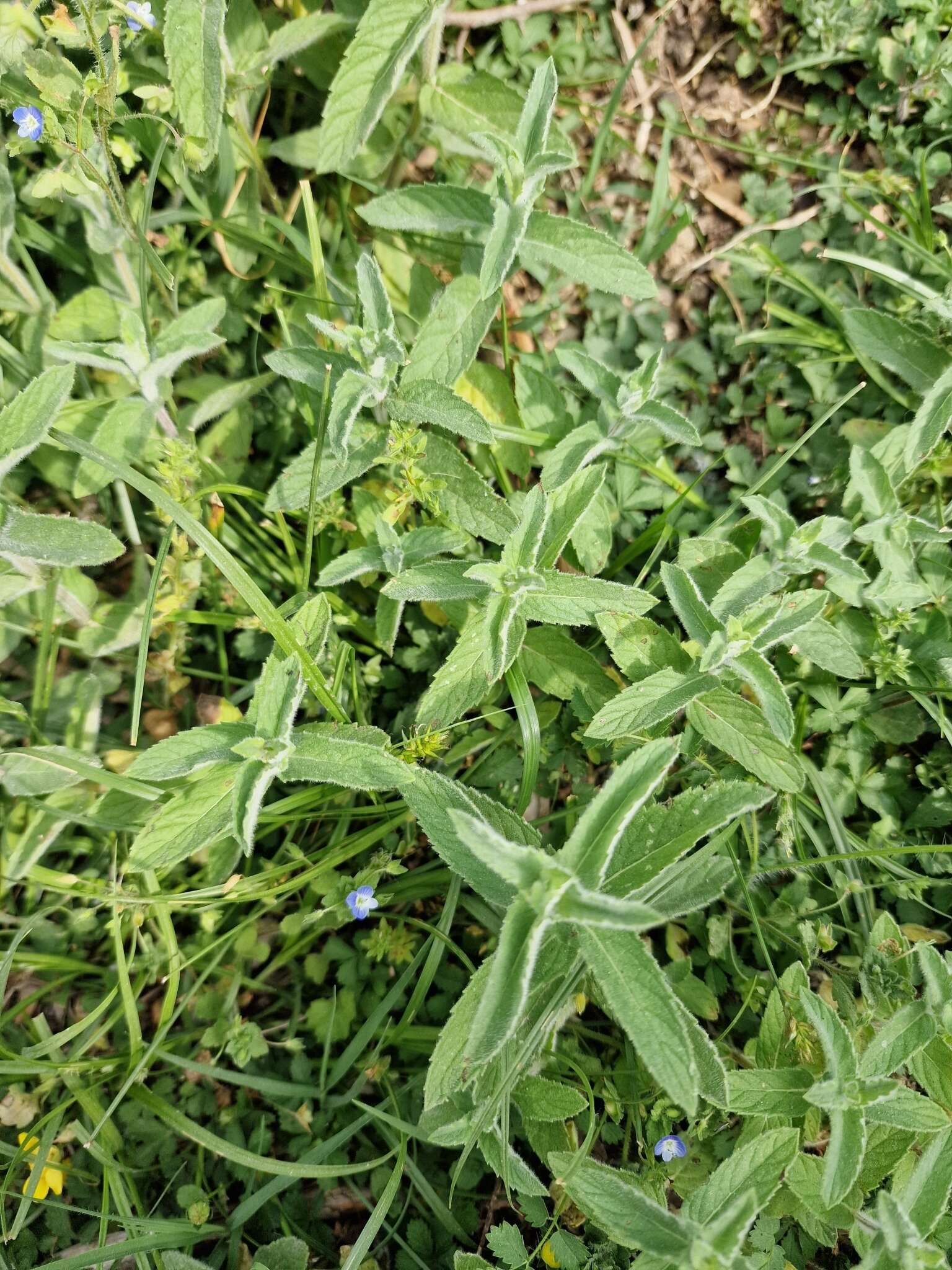 Image of Mentha spicata subsp. spicata