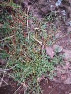 Image of Chenopodium allanii Aellen