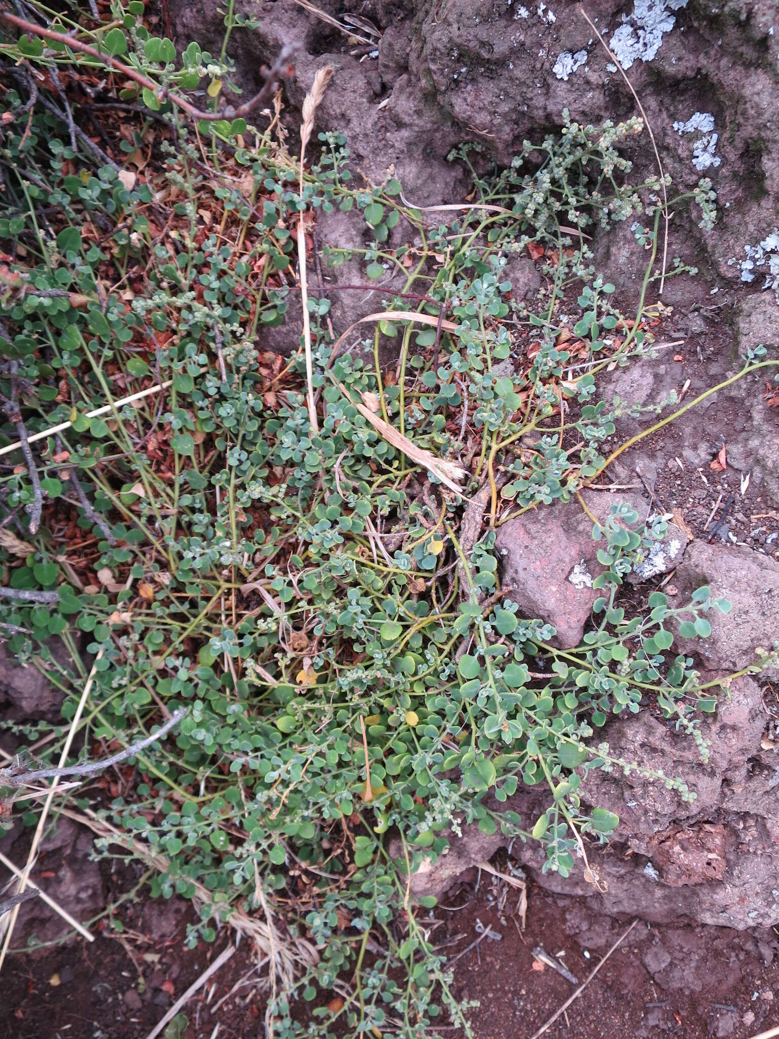 Image of Chenopodium allanii Aellen