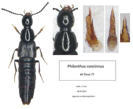 Image of Philonthus (Philonthus) concinnus (Gravenhorst 1802)