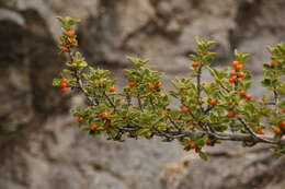 Image of alpine mirrorplant