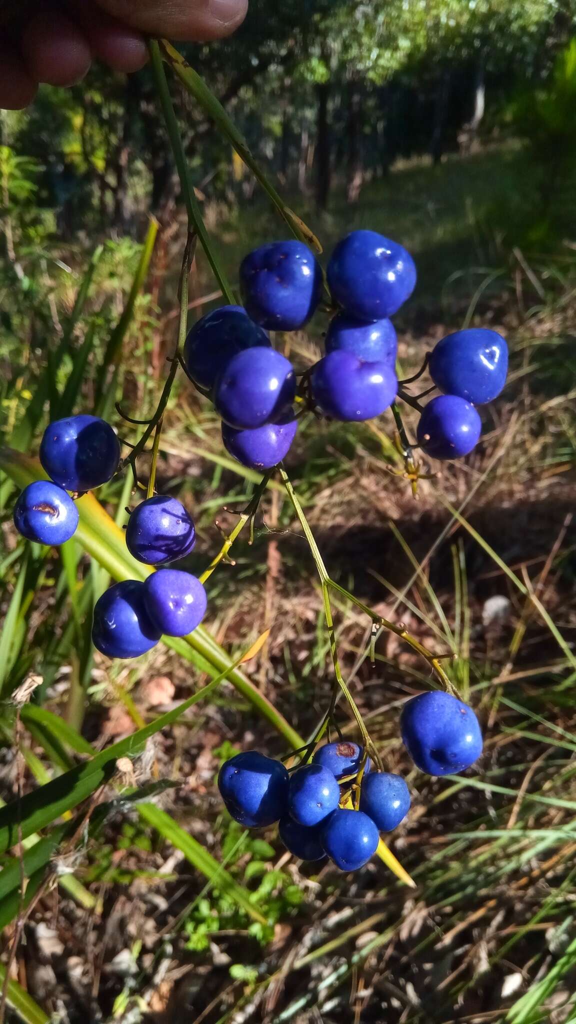 Plancia ëd Dianella ensifolia (L.) Redouté